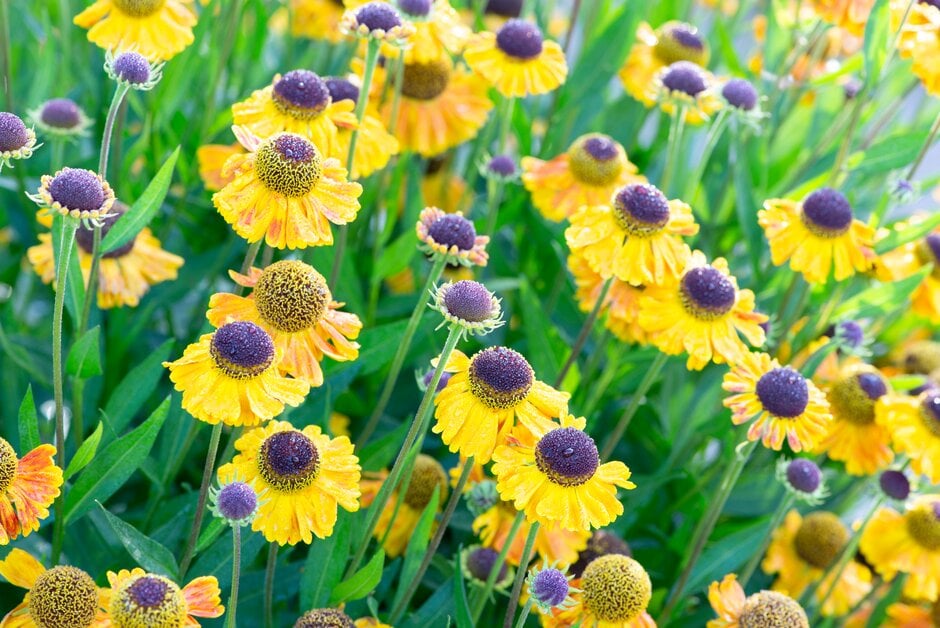 sneezeweed 'Wyndley'