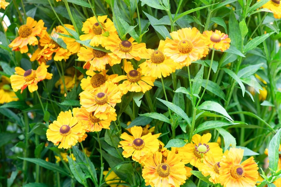 <i>Helenium</i> 'Moth'