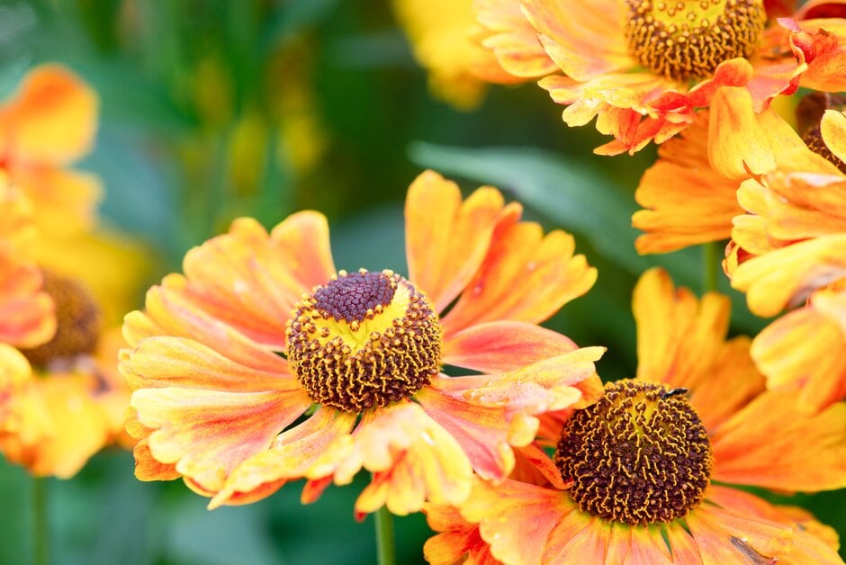 <i>Helenium</i> 'Moth'