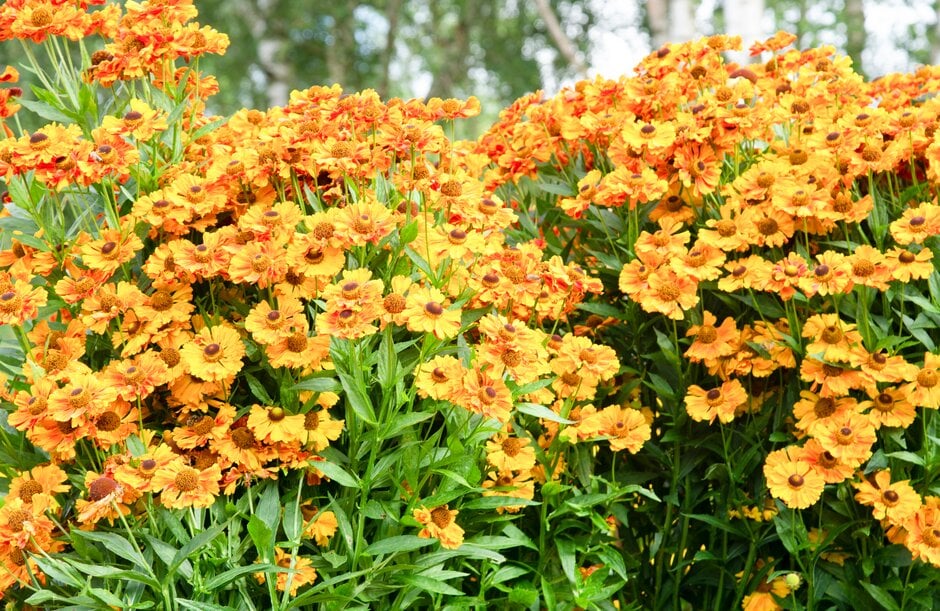 <i>Helenium</i> 'Moth'