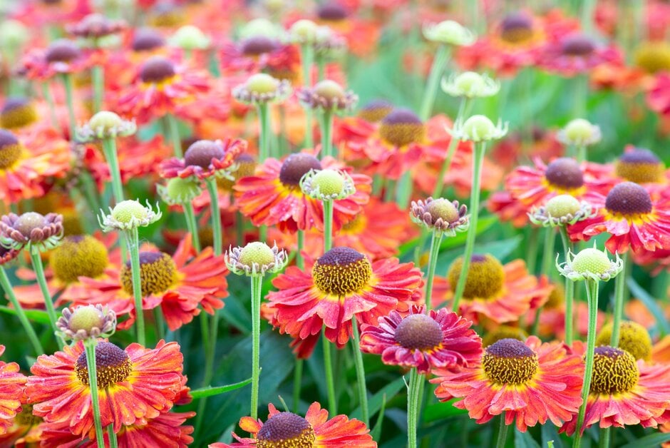 sneezeweed 'Salsa'