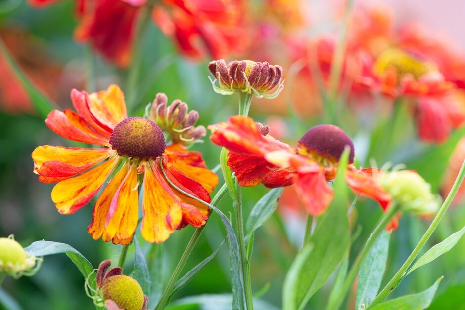 sneezeweed 'Baudirektor Linne'