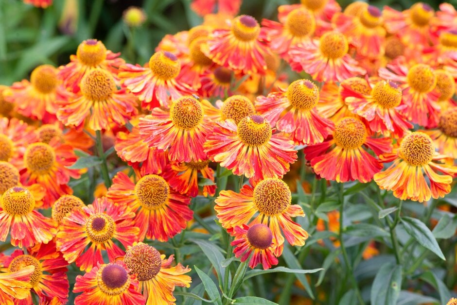 sneezeweed 'Riverton Gem'