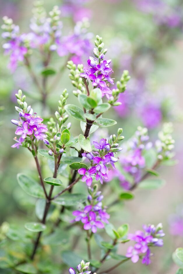 hebe [Garden Beauty Purple]