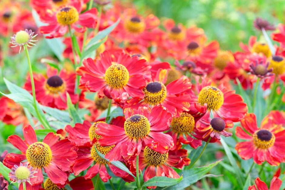 sneezeweed 'Indianersommer'