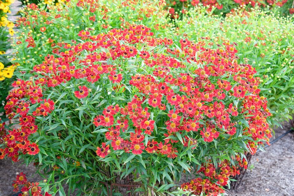 sneezeweed 'Indianersommer'