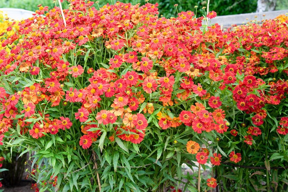 sneezeweed 'Bruno'