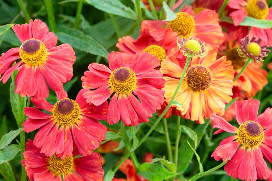 sneezeweed 'Bruno'
