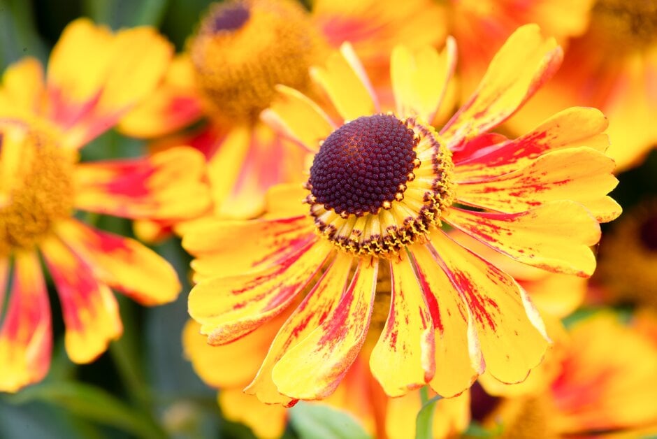 sneezeweed 'Biedermeier'