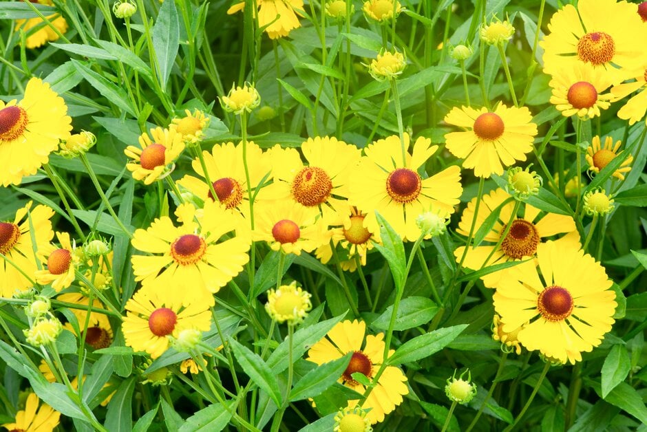 sneezeweed 'Bressingham Gold'