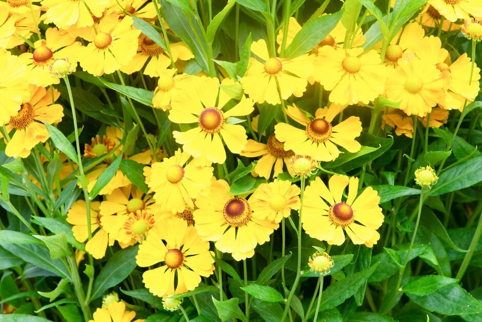 sneezeweed 'Goldrausch'