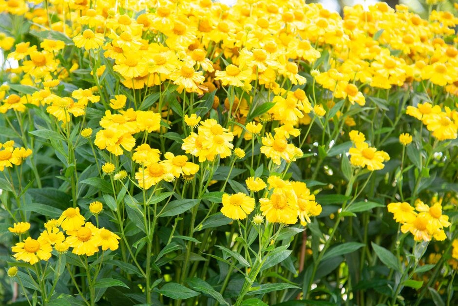 sneezeweed 'Kanaria'