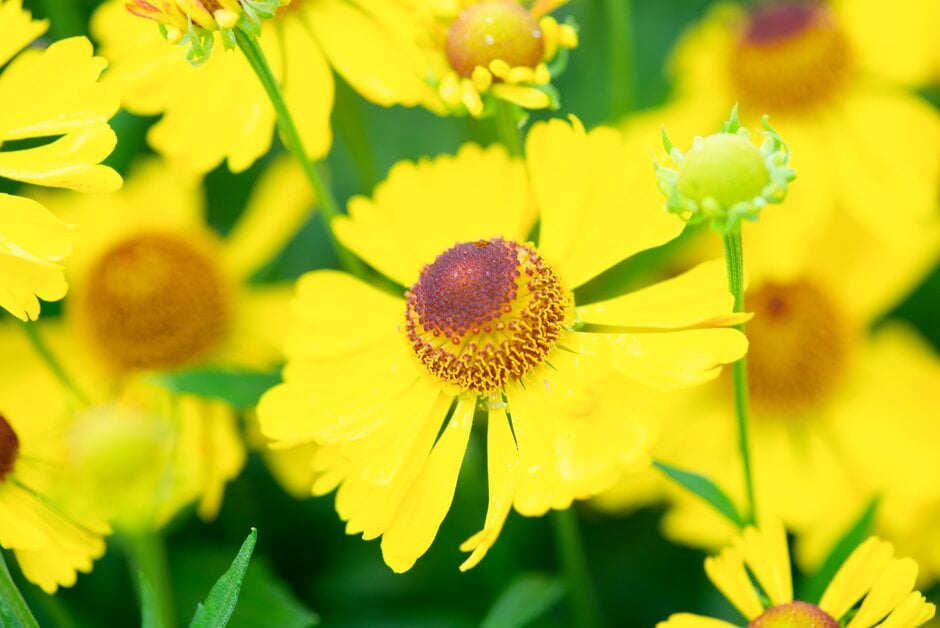 sneezeweed 'Riverton Beauty'