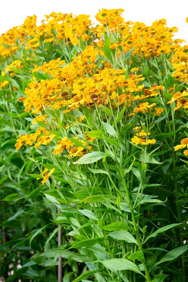sneezeweed 'Zimbelstern'