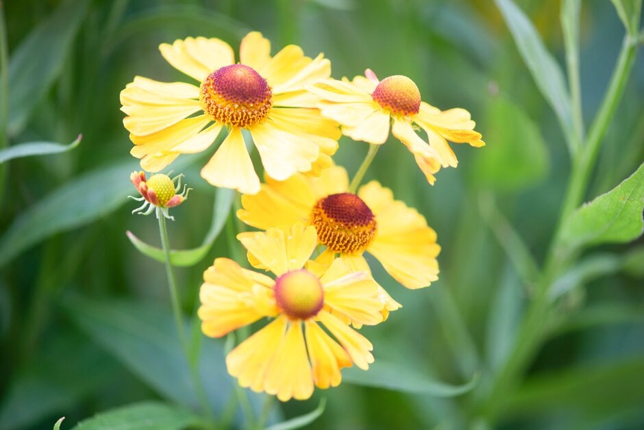 sneezeweed 'Zimbelstern'
