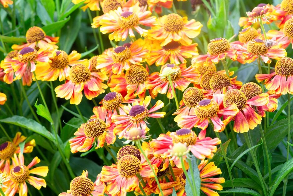 sneezeweed 'Ragamuffin'
