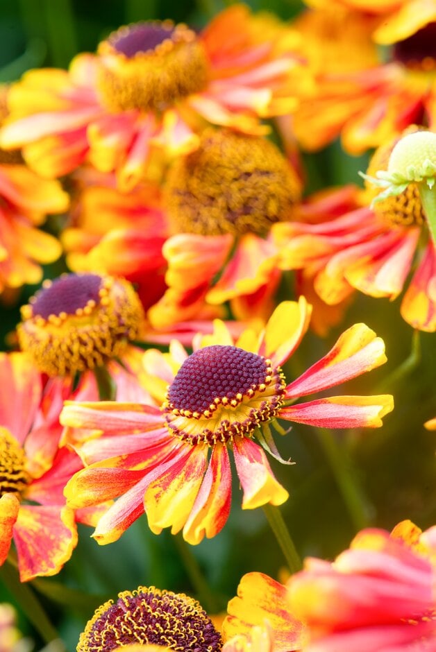 sneezeweed 'Ragamuffin'