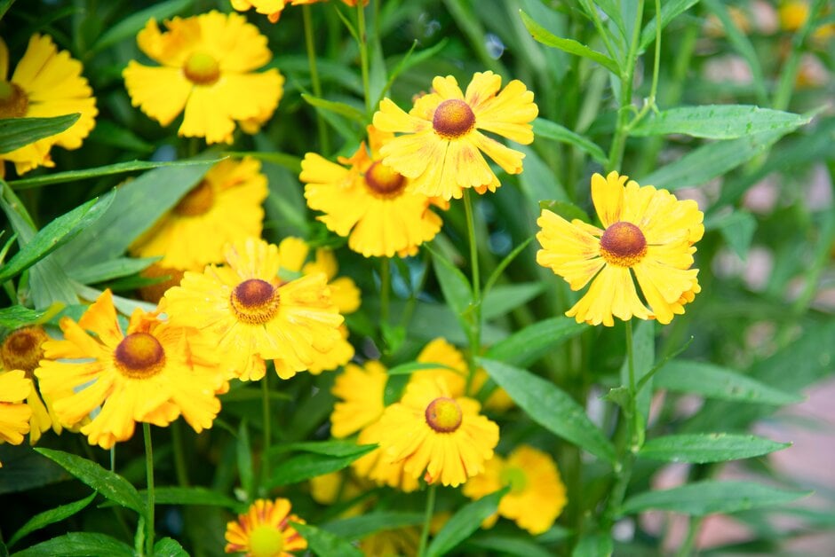 <i>Helenium</i> 'Hartmut Rieger'