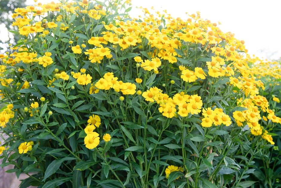 <i>Helenium</i> 'Kugelsonne'