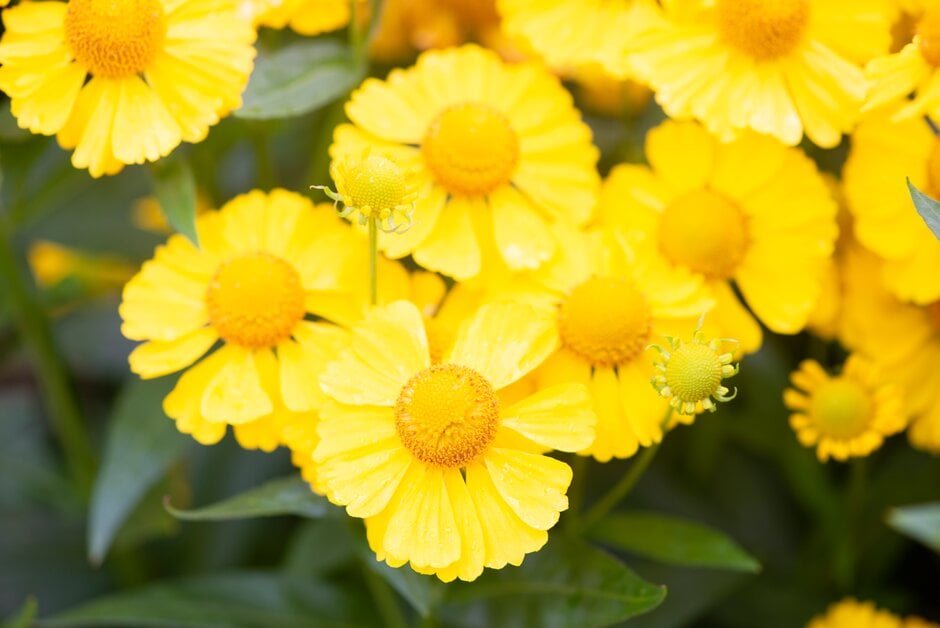 <i>Helenium</i> 'Kugelsonne'