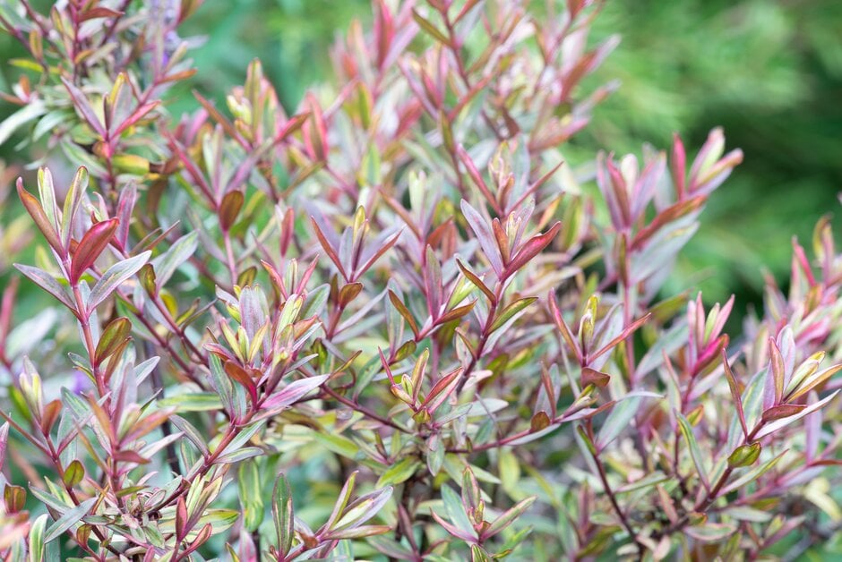 hebe 'Wild Romance'