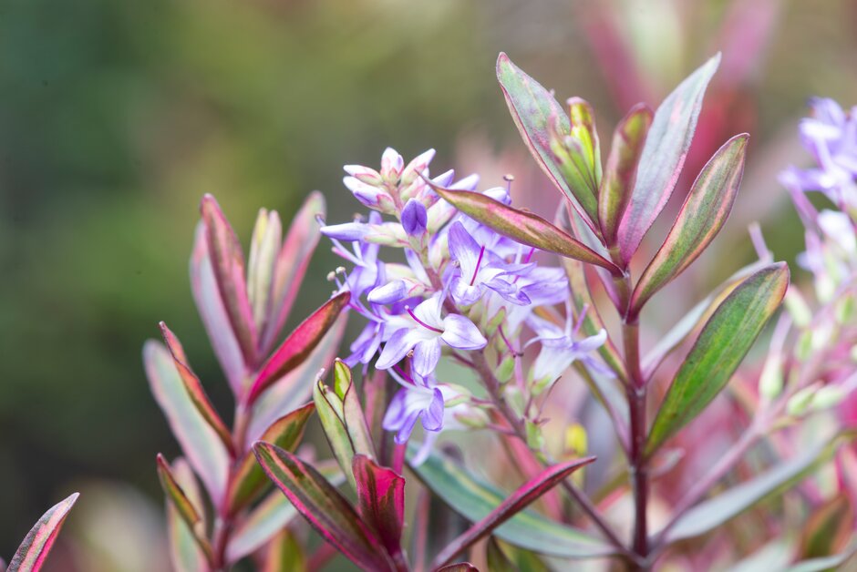 hebe 'Wild Romance'