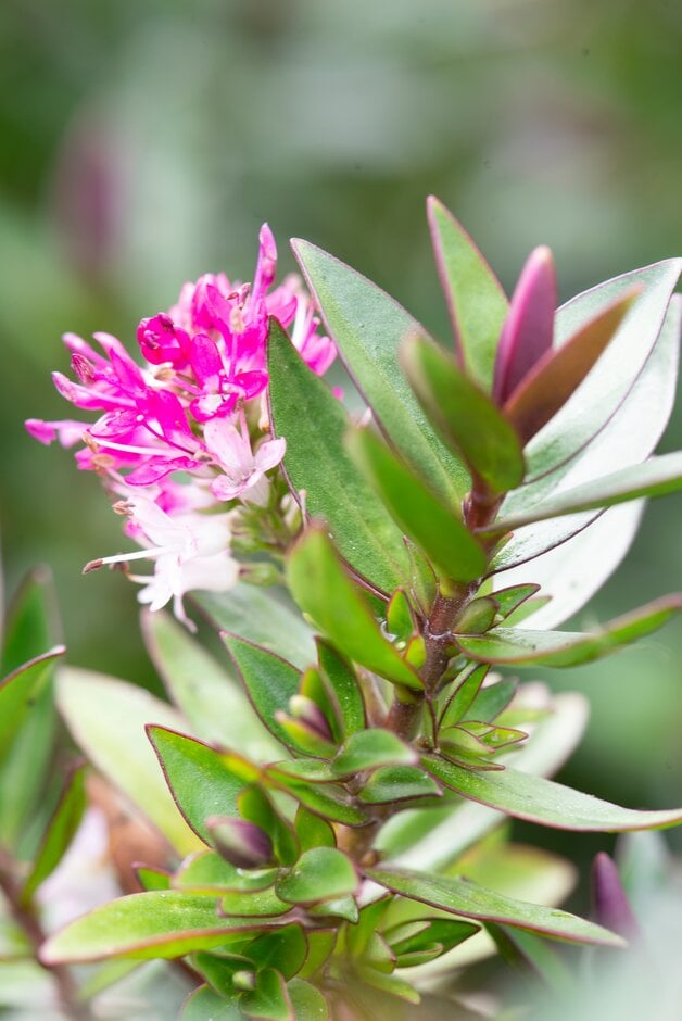 <i>Veronica</i> 'Pink Starburst' (H)