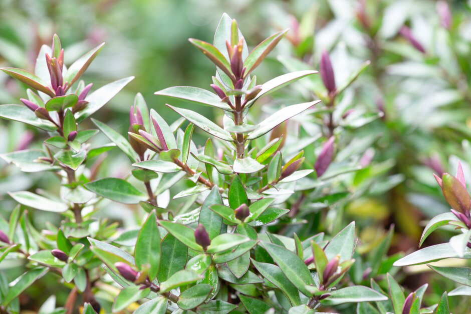 <i>Veronica</i> 'Pink Starburst' (H)