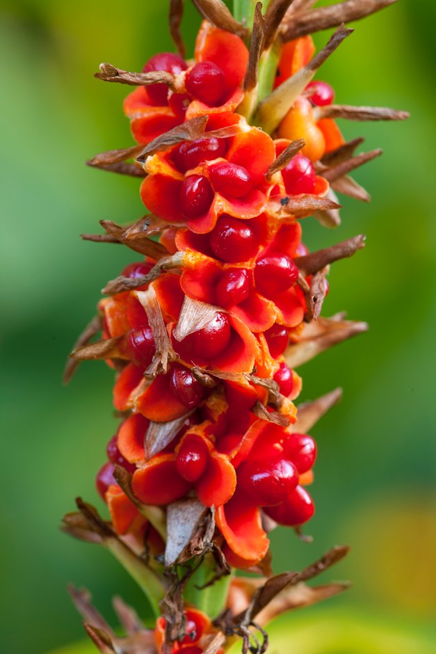 ginger lily 'Sorung'