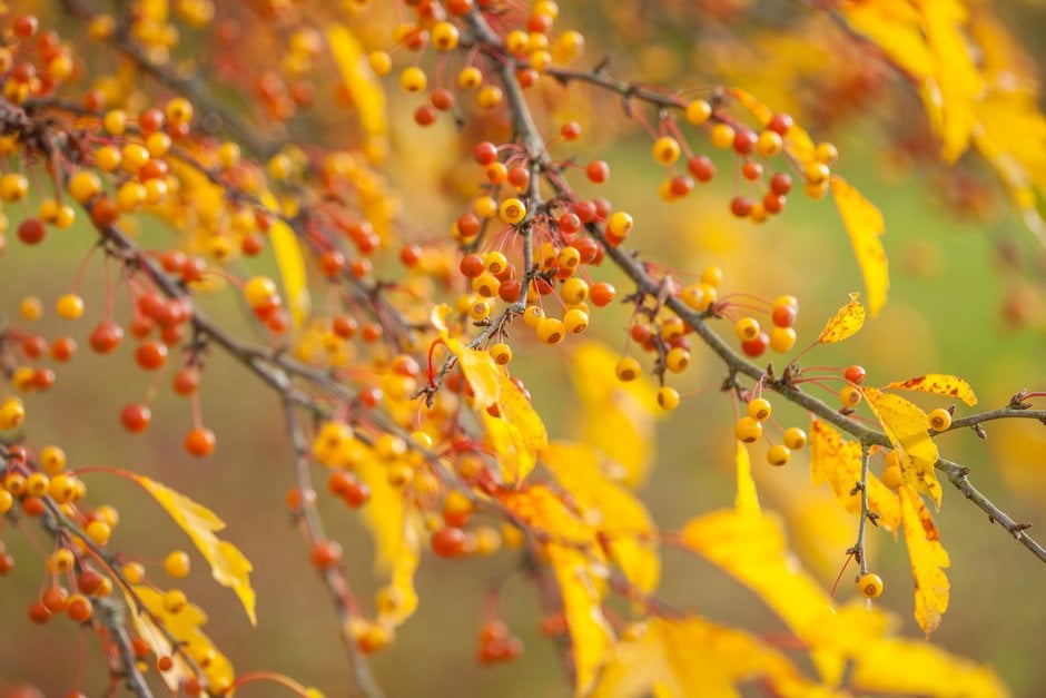 cut-leaf crab apple