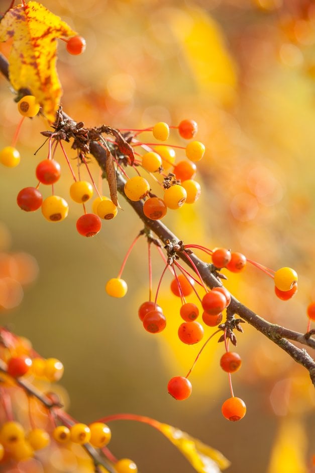 cut-leaf crab apple