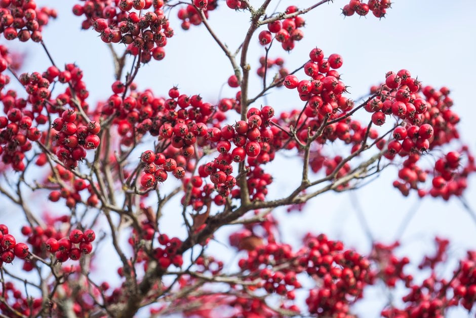 plum-leaved thorn