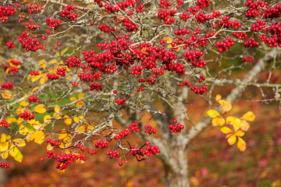 plum-leaved thorn