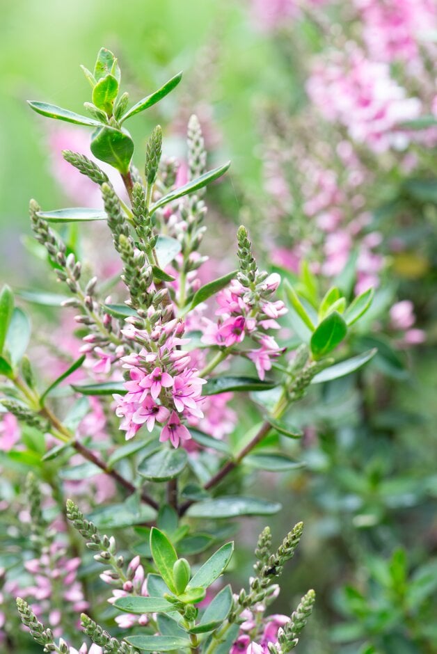 <em>Veronica</em> 'Pink Pixie' (H)