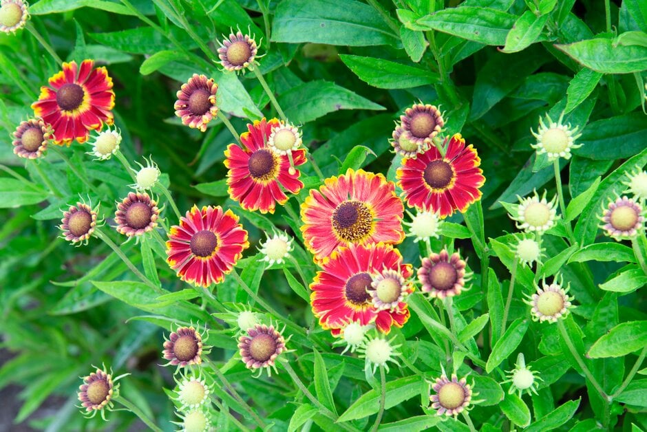 sneezeweed 'Bandera'