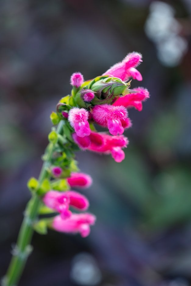 fuzzy Bolivian sage