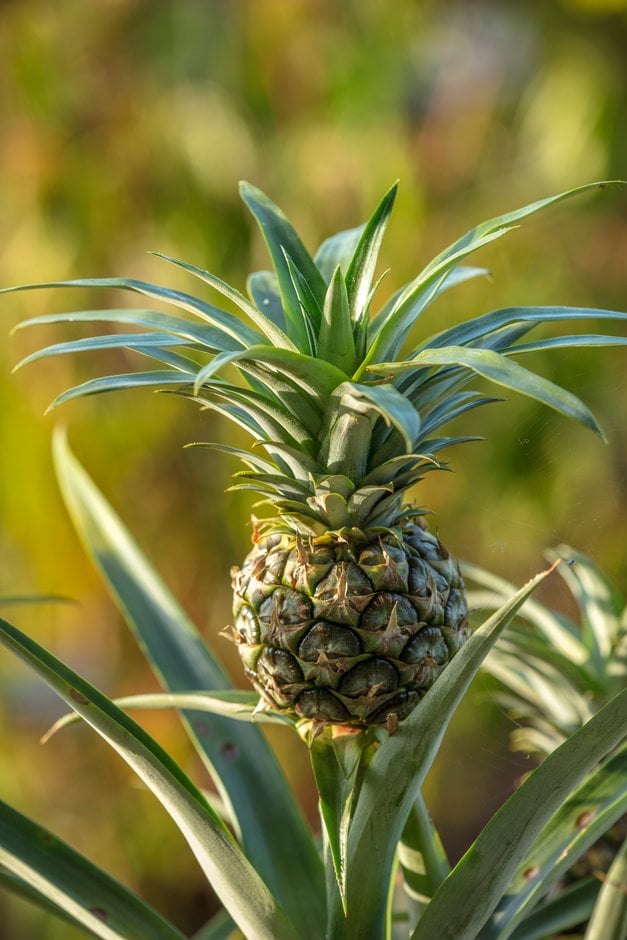 pineapple 'Champaca'