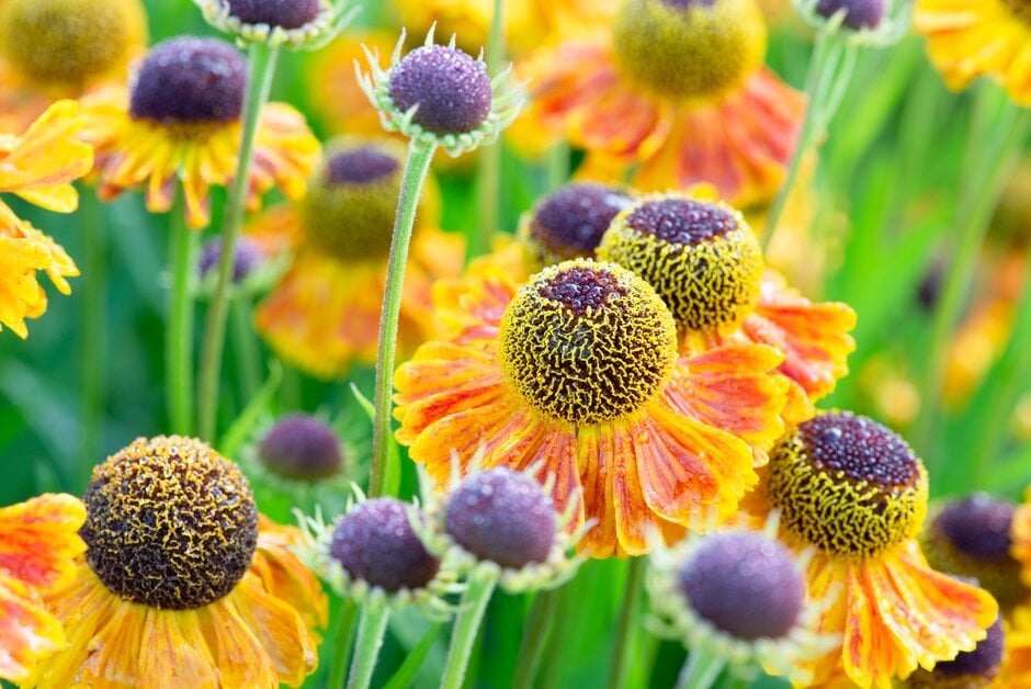 <i>Helenium</i> 'Goldfuchs'