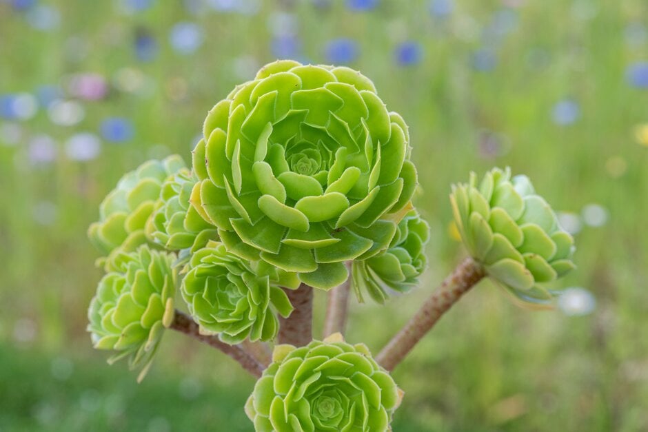 houseleek tree