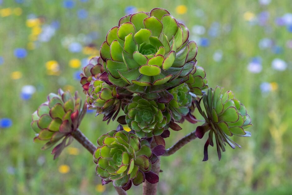 dark purple houseleek tree