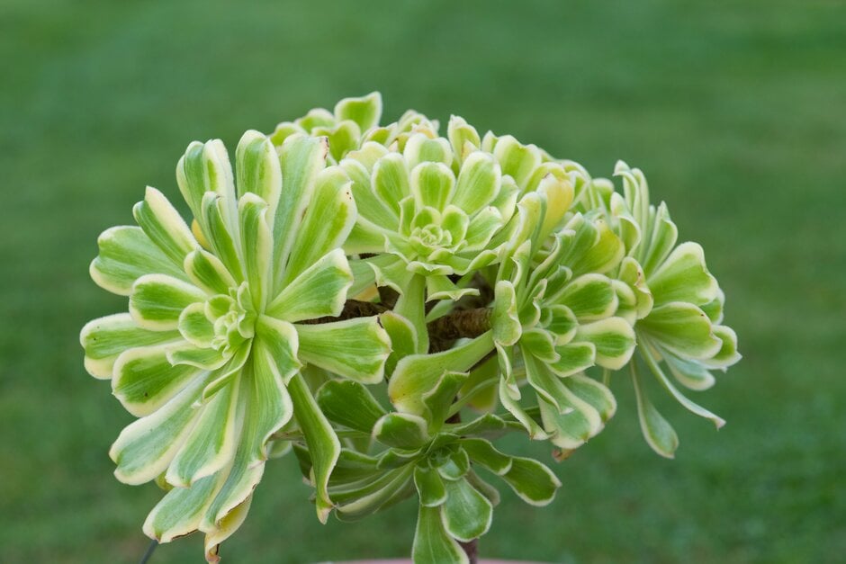 houseleek tree 'Variegatum'