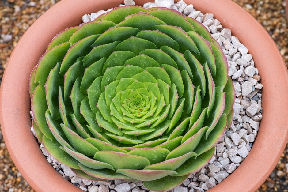 Madeira tree houseleek