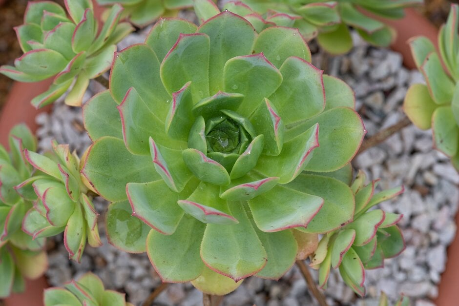 pinwheel