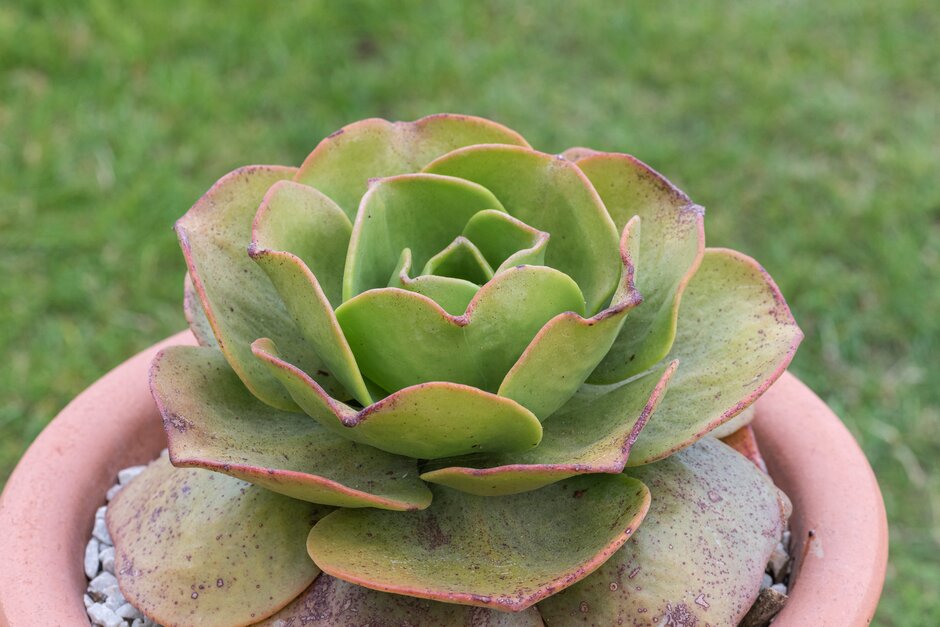 noble aeonium