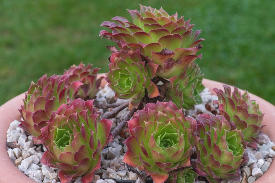 aeonium 'Phoenix Flame'