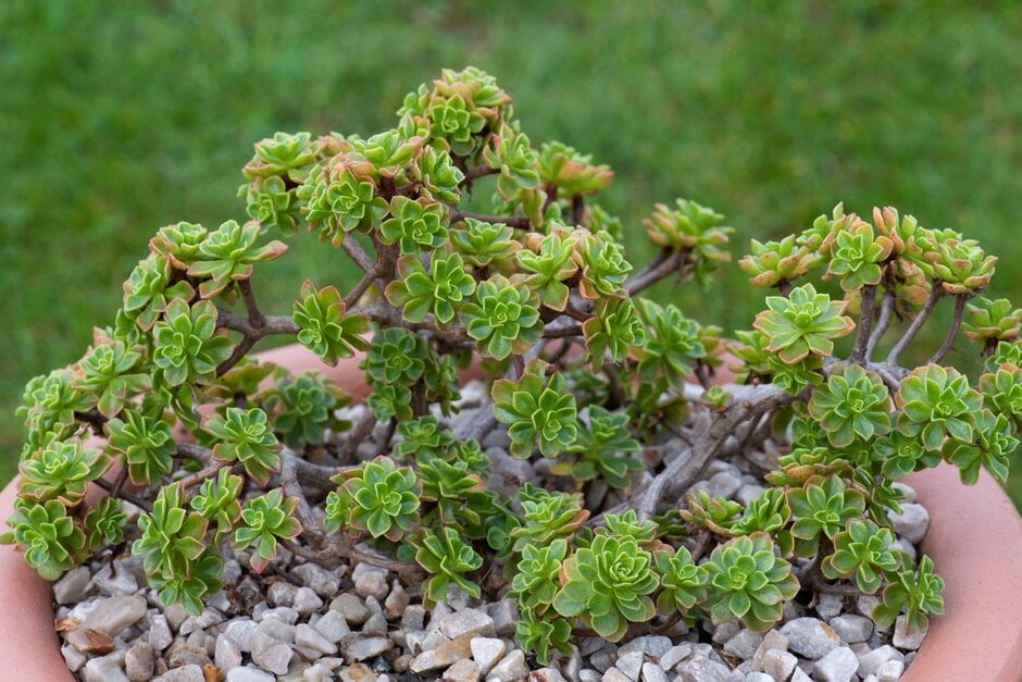 spoon-leaved aeonium