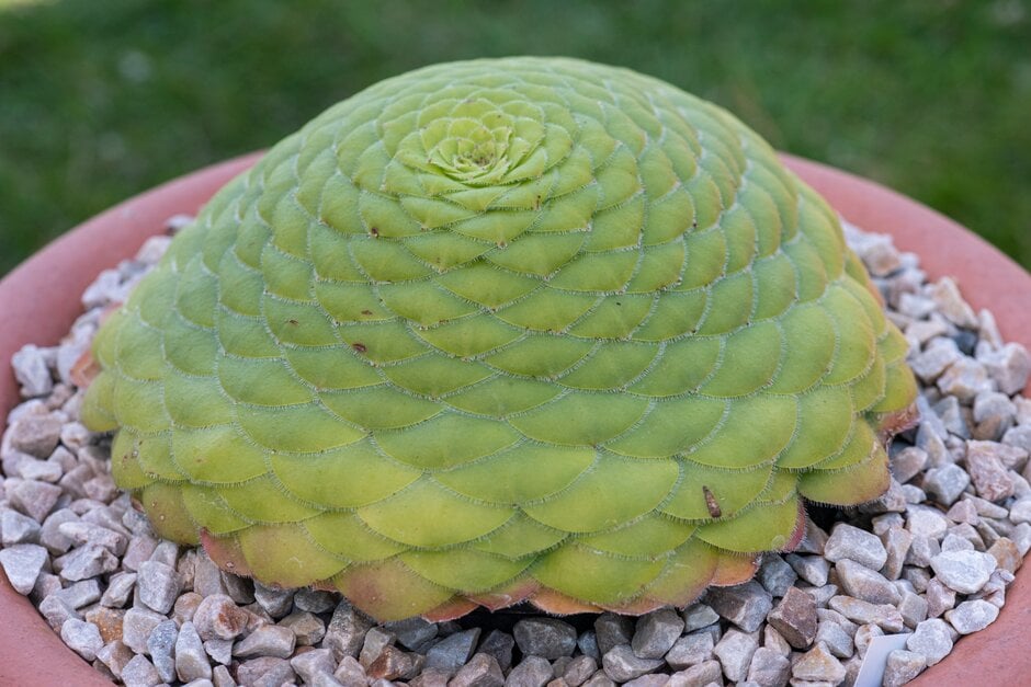 flat-topped aeonium