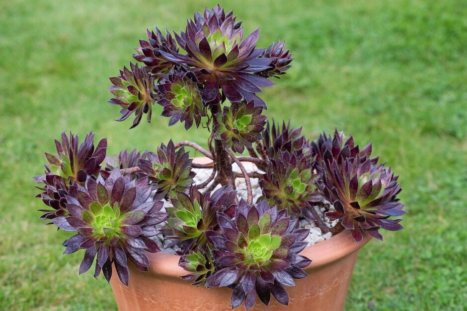 aeonium 'Logan Rock'