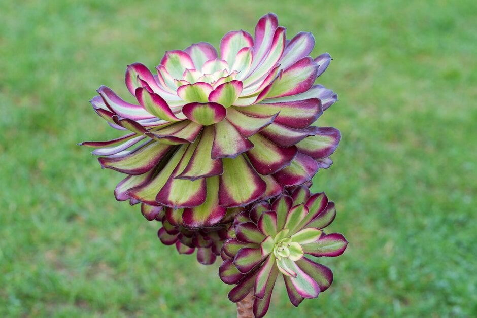 aeonium 'Mardi Gras'