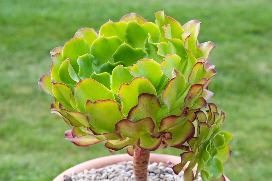 aeonium 'Pomegranate'
